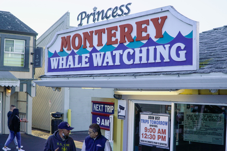 Princess Monterey Whale Watching